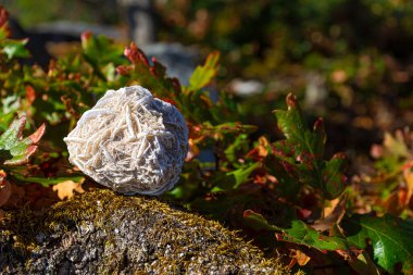 A close up image of a gypsum rose resting on a moss covered tree branch and charging in the natural sunlight.  clipart