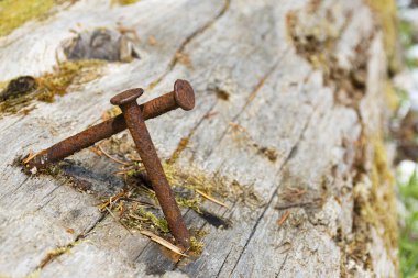 Rusted nails crisscross on a piece of driftwood. The nails have a reddish-brown patina, indicating significant corrosion. The driftwood has a weathered, grayish appearance with visible grain patterns and some attached moss.