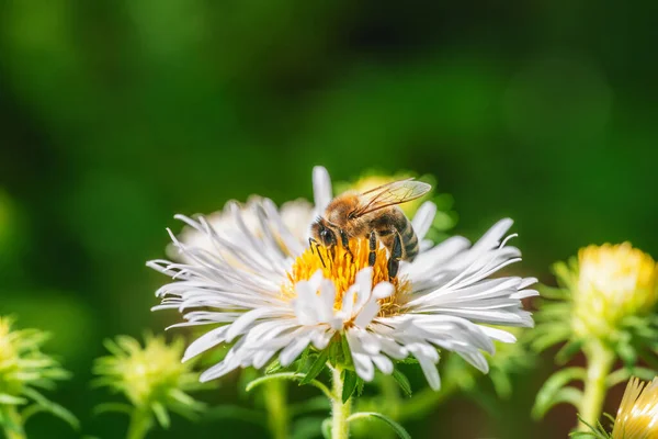 stock image Macro of a bee pollinating on an aster flower