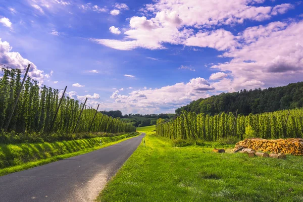 バイエルン州のホップ園で栽培されているホップは ホップ栽培で有名なハラータウと呼ばれる地域で栽培されています — ストック写真