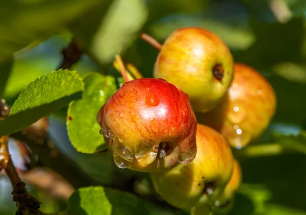 Close Van Rijpe Appels Met Regendruppels — Stockfoto