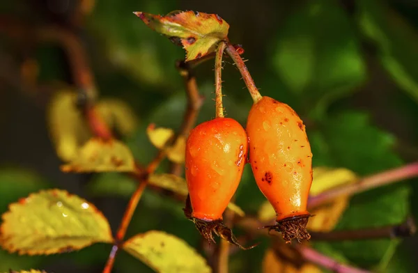 Closeup Orange Ripe Rose Hips Garden — Stock Photo, Image