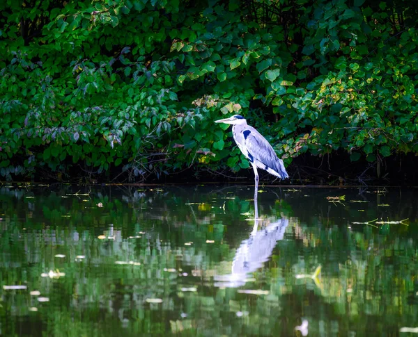 灰色苍鹭鸟站在水边的遮挡 — 图库照片