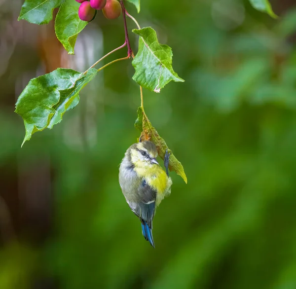 Blue Tit Bird Hanging Twig Tree — Stock Fotó