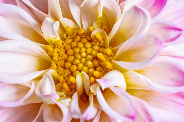 Makro Abstact Přírodní Květinové Pozadí Květem Dahlia — Stock fotografie