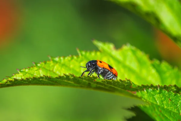 Macro Ladybug Crawling Green Leaf — Stock Photo, Image