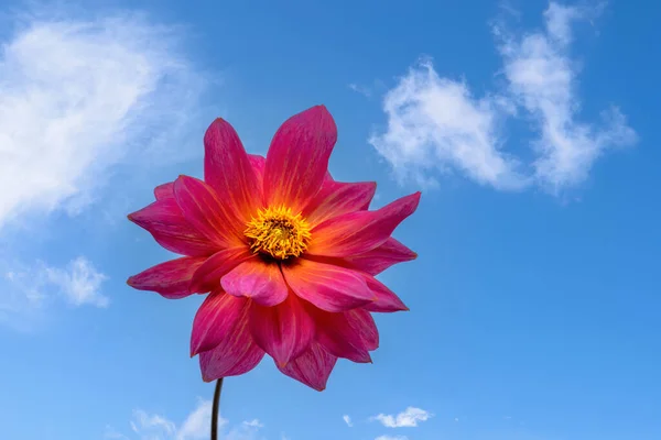 Closeup Dahnlia Flower Blossom Blue Sky — Stock Photo, Image