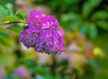 Portre bir ortanca çiçek Güz