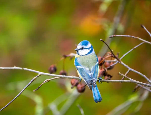Bir Ağaç Dal Üzerinde Oturan Mavi Baştankara Kuş — Stok fotoğraf
