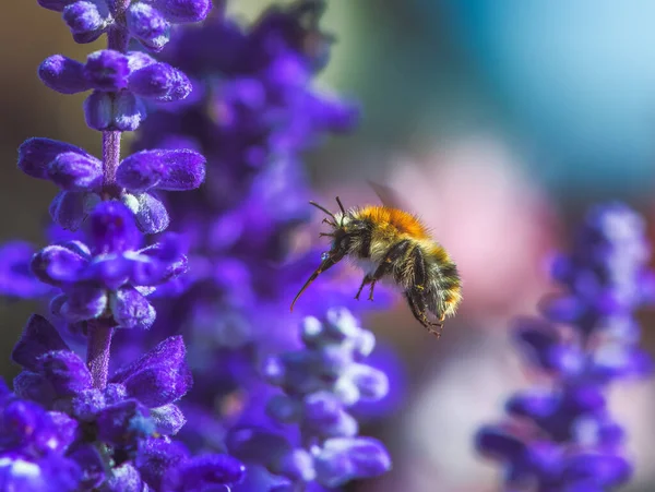 Macro Common Carder Bee Flying Purple Sage Flower Blossom — Zdjęcie stockowe