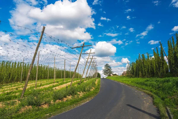 Growing Hops Hop Garden Bavaria Area Called Hallertau Which Famous — Stock Photo, Image