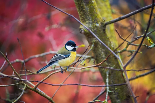 Büyük Baştankara Parus Büyük Kuş Bir Ağaç Dalı Üzerinde Oturan — Stok fotoğraf