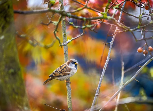 Zbliżenie Ptak Dom Wróbel Ptak Siedzi Drzewo — Zdjęcie stockowe