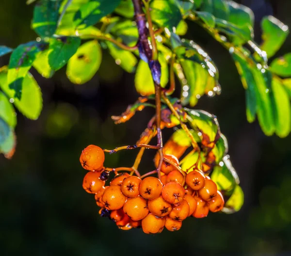 Rowan Berries Mountain Ash Tree Autumn — Stock Photo, Image