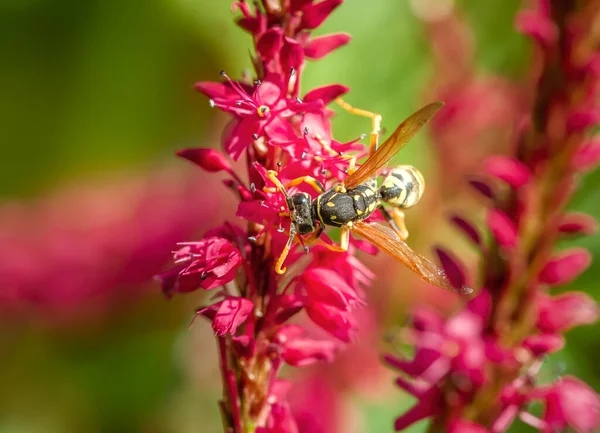 菊花花朵上的黄蜂的宏观调控 — 图库照片