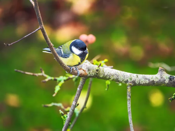 Closeup Great Tit Bird Sitting Tree — Stock Photo, Image