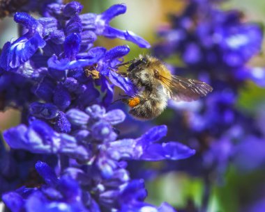 Macro of a common carder bee flying to a purple sage flower blossom