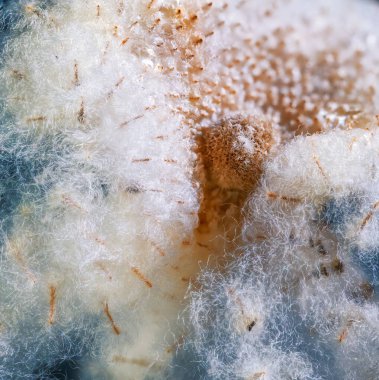 Abstract macro of anemone flower seeds at winter time