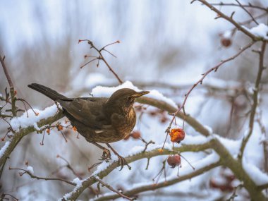 Elma ağacında oturan bir karatavuğa yakın çekim