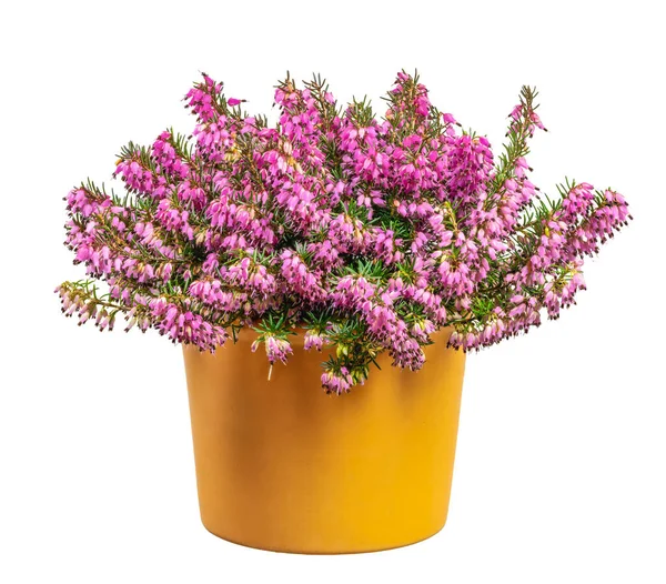 Изолированное Растение Вереска Зимний Цветок Erica Carnea — стоковое фото