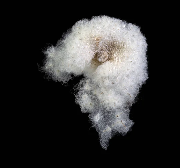 冬におけるイソギンチャクの種子の要旨マクロ — ストック写真