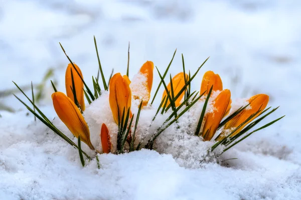 Primer Plano Una Flor Azafrán Amarillo Brotes Nieve — Foto de Stock