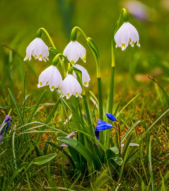 Bahar snwoflake çiçek çiçek açan güzel