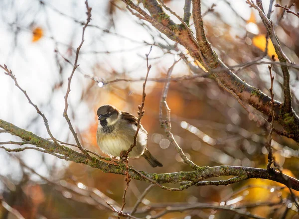 Primer Plano Pájaro Gorrión Árbol Eurasiático Sentado Árbol — Foto de Stock