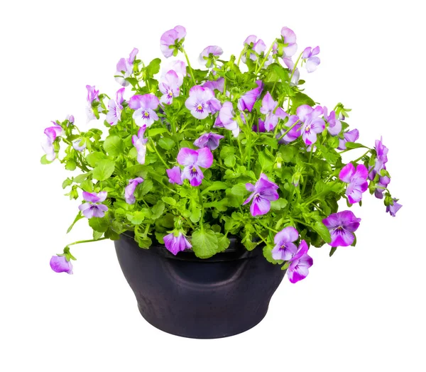Närbild Isolerade Pottet Violett Blommor — Stockfoto