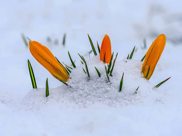 Primo Piano Fiore Croco Giallo Boccioli Nella Neve — Foto Stock