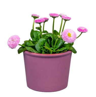 Çiçek saksısında yalnız çiçek açan bellis çiçeklerine yakın çekim