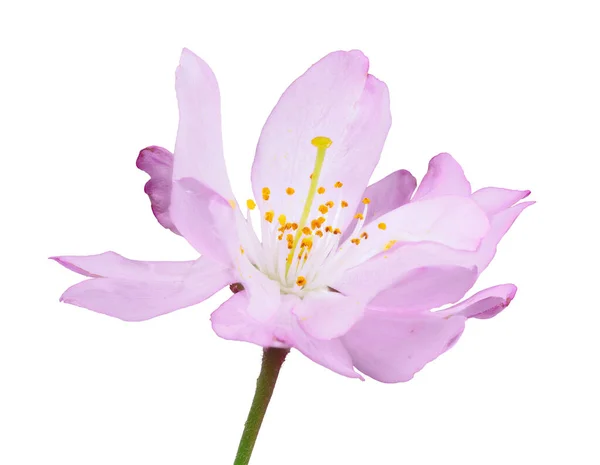 Makro Białym Tle Kwiat Wiśni — Zdjęcie stockowe