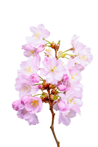 Macro Isolated Pink Cherry Blossoms — Stock Photo, Image