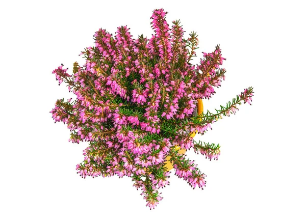 Izolovaná Květináč Zimě Kvetoucí Vřesoviště Erica Carnea — Stock fotografie