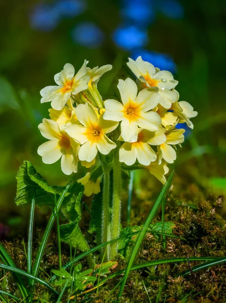 Closeup Yellow Primrose Flowers Garden — Stock Photo, Image