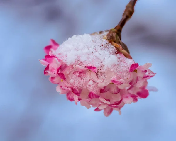 Makro Zasněženého Růžového Voňavého Květu — Stock fotografie