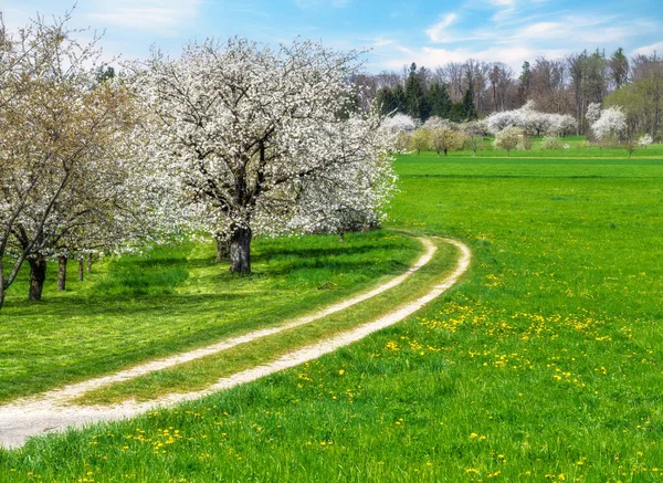 Primavera Escénica Con Cerezos Florecientes Blancos — Foto de Stock