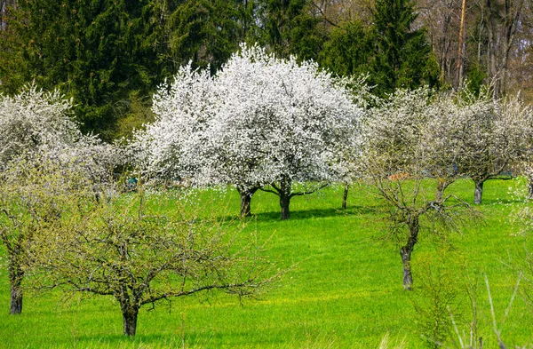 Wiosenne Malownicze Białymi Kwitnącymi Wiśniami — Zdjęcie stockowe
