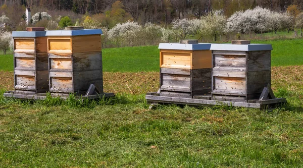 Пчеловодство Пчелы Летят Деревянному Бобовому Саду — стоковое фото