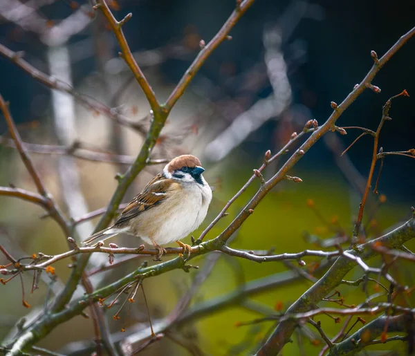 Closeup Sparrow Sitting Branch Tree — Stock Photo, Image