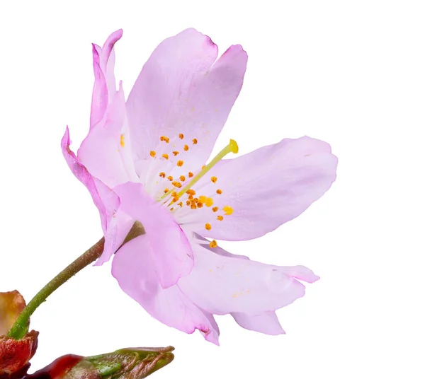 Macro Isolated Pink Cherry Blossom — Stock Photo, Image