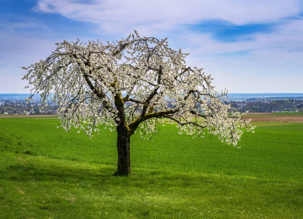 Jarní Scénický Bílým Kvetoucím Třešňovým Stromem — Stock fotografie
