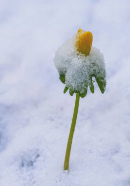 Karda sarı bir aconit çiçeğine yaklaştık.