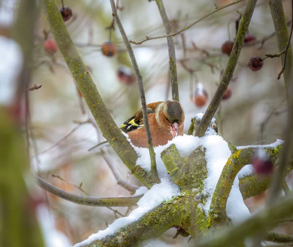 Großaufnahme Eines Buchfinkenmännchens Das Einem Schneebedeckten Apfelbaum Sitzt — Stockfoto