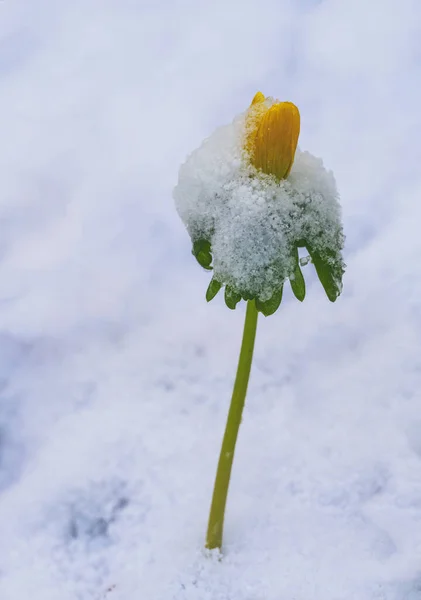 Primo Piano Fiore Aconito Giallo Invernale Sulla Neve — Foto Stock
