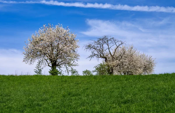 Cênica Primavera Com Árvores Cereja Floração Branca — Fotografia de Stock