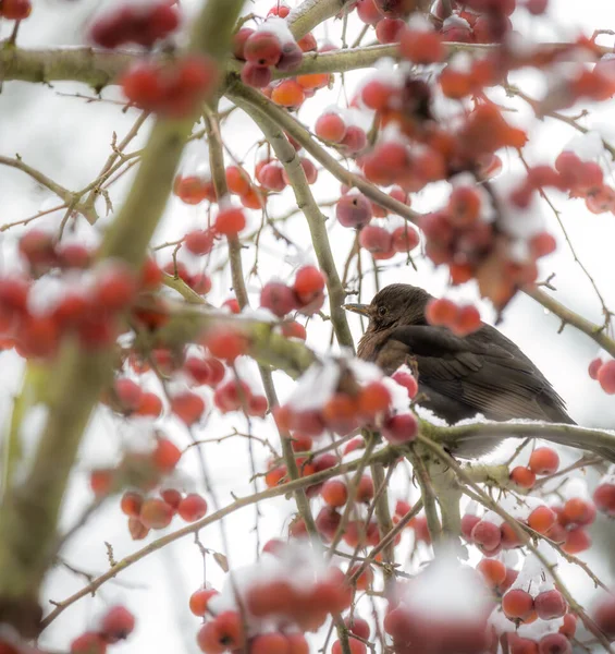 Closeup Blackbird Sitting Apple Tree — Stock Photo, Image