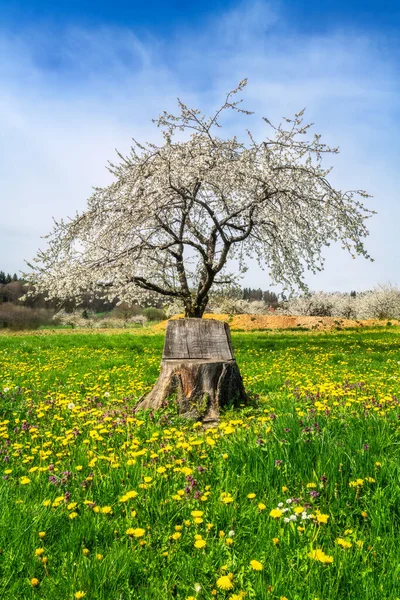 タンポポの花と開花桜の木の牧草地で木の幹で作られた木製の椅子 — ストック写真