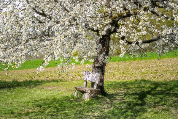 白い開花桜の下の木製のベンチ — ストック写真