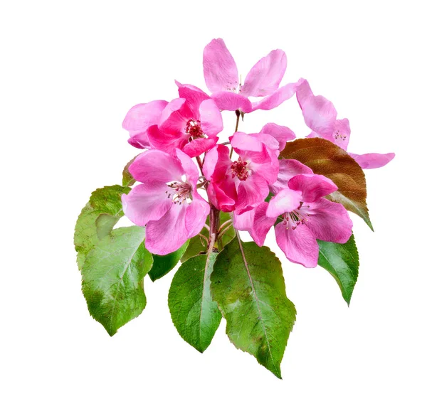 Makro Izolovaných Růžové Květy Jabloní — Stock fotografie